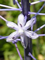 Scilla Persica (fam. Liliacees)(Asie Mineure) (06) (Photo F. Mrugala)